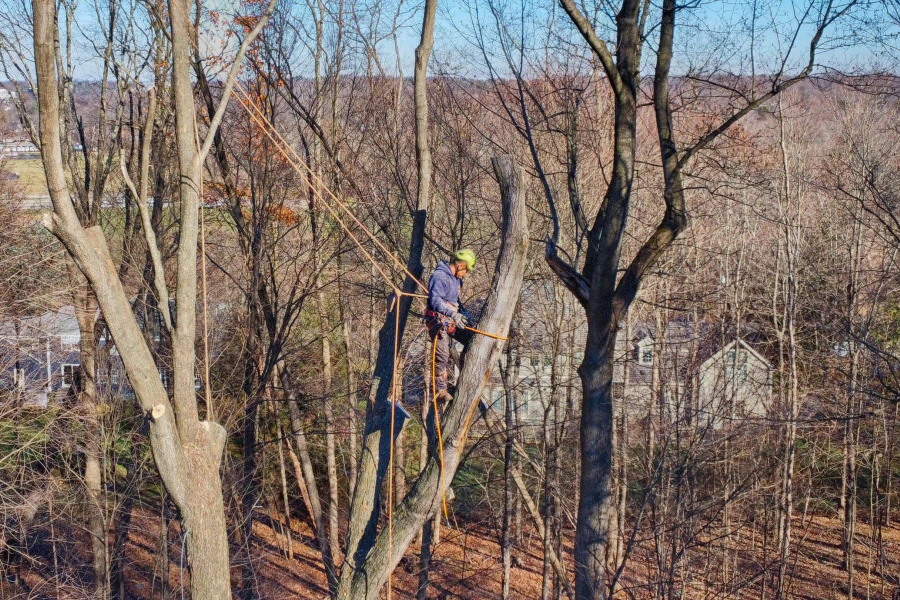 man trimming up leafless tree